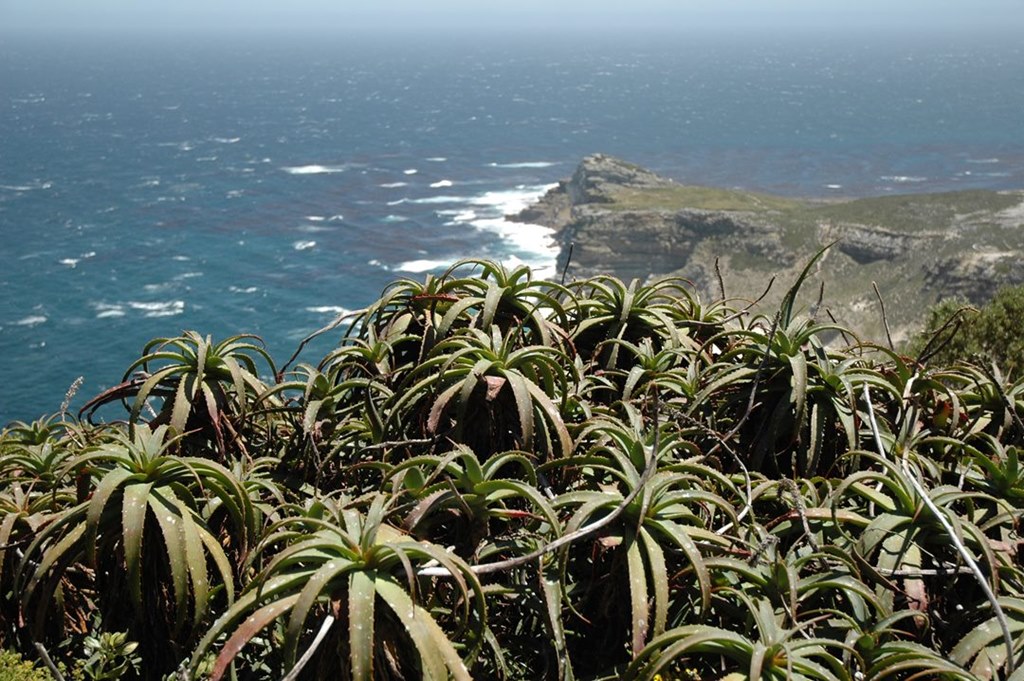 104   Przylądek Dobrej Nadziei, Rpa